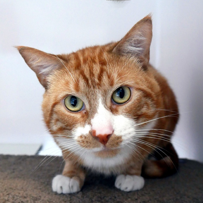 Photo of Pumpkin Sta013275