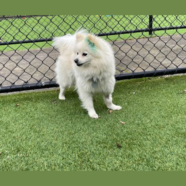Photo of Snowy