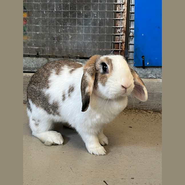 Photo of Stella