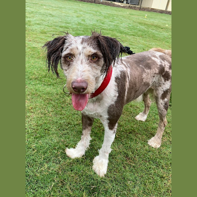 Photo of Buddy   2 Year Old Poodle X Border Collie