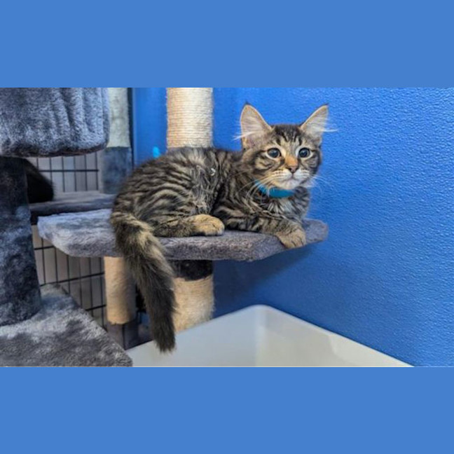 Photo of Lulu