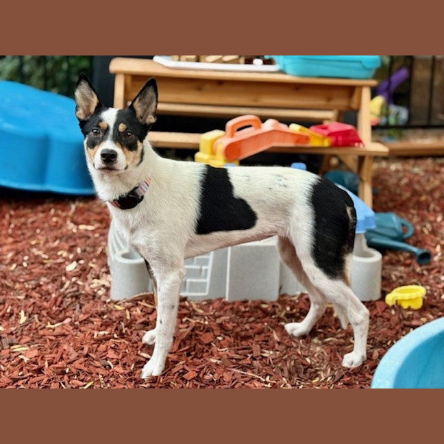 Photo of Polly   1 Year Old Cattle Dog X