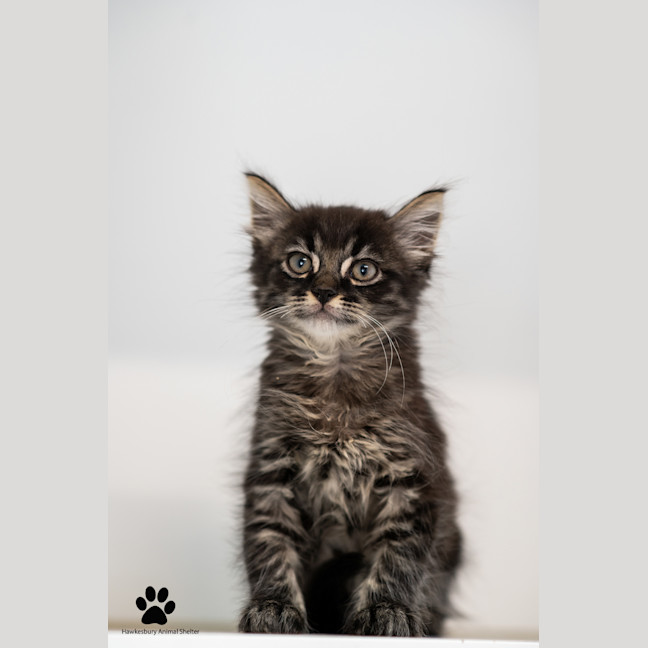 Photo of Gizmo And Greta