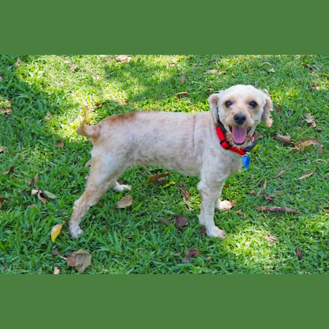 Photo of Latte
