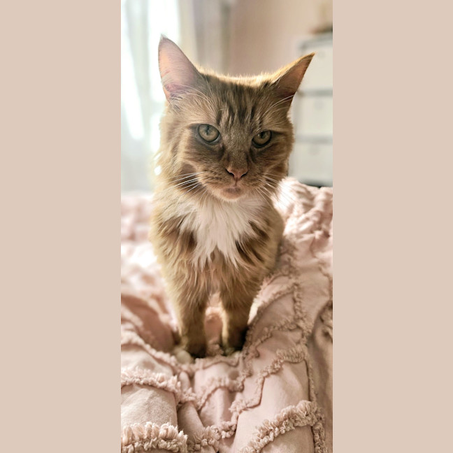 Photo of Tigerlily 🏵️