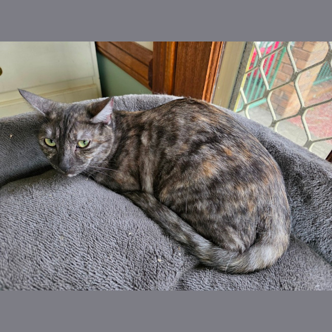 Photo of Paprika