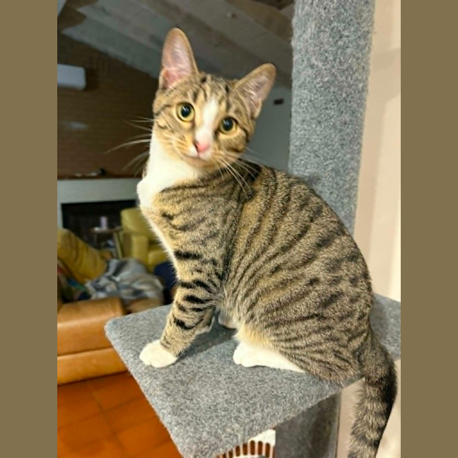 Photo of Donner *9 Lives Project Rescue*