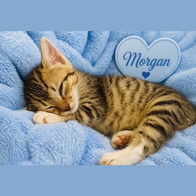 Photo of Morgan