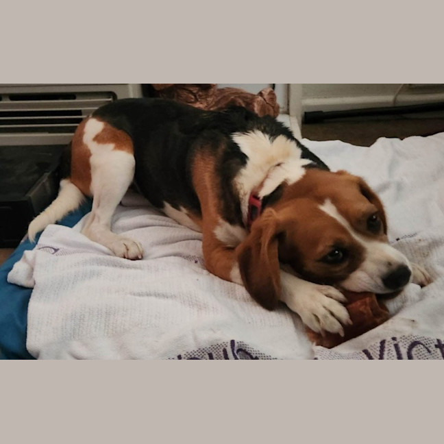 Photo of Nala