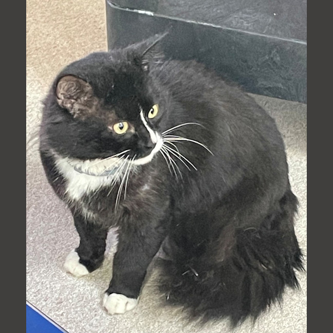 Photo of Alfred (9124)