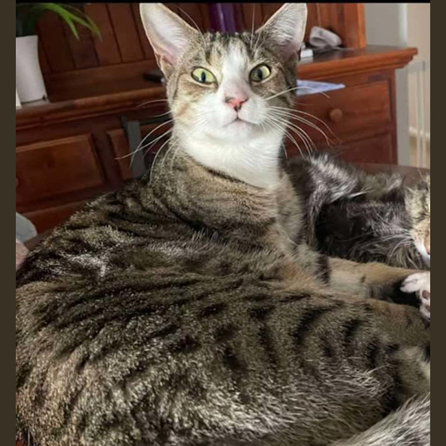 Photo of Biscuit And Marble
