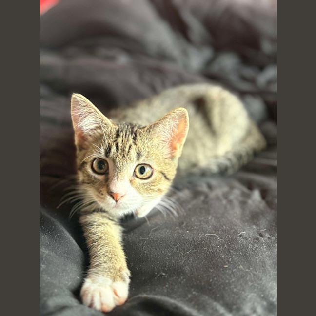 Photo of Hunter 