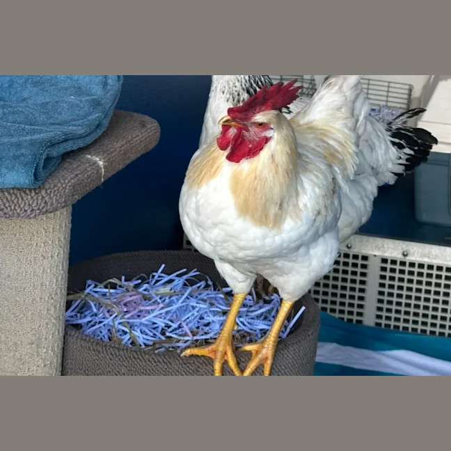 Photo of Daisy And Henry