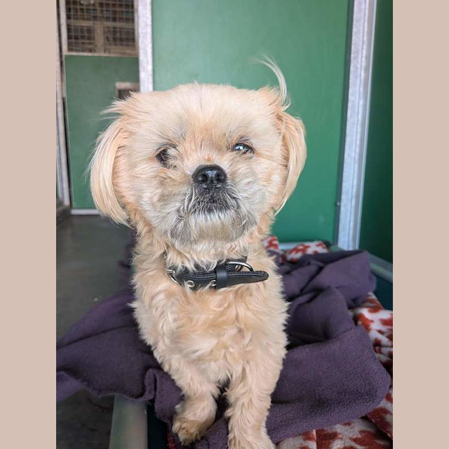 Photo of Hiccup