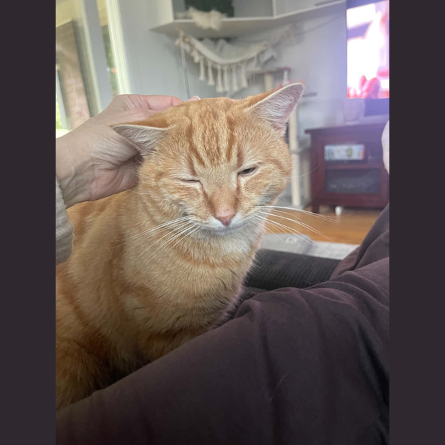Photo of Dexter