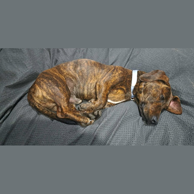 Photo of Fritz