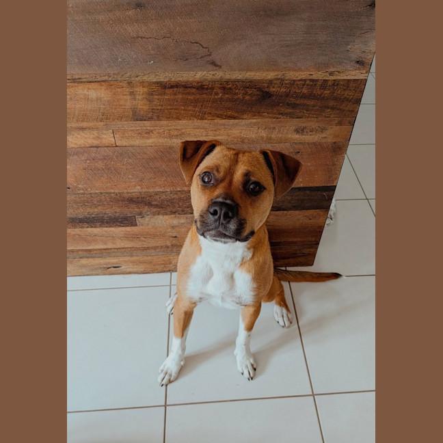 Photo of Brutus *$350 Adoption Fee* 