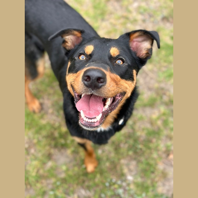 Photo of Rocky 
