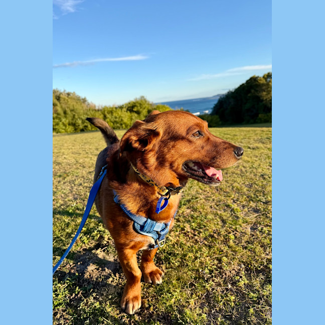Photo of Spud   4 Year Old Corgi X