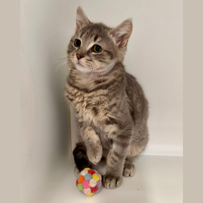 Photo of Artemis