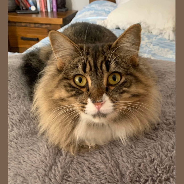 Photo of Nala Queen Of The Jungle