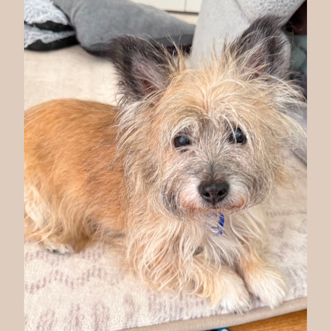 Photo of Honey   15 Year Old Cairn Terrier