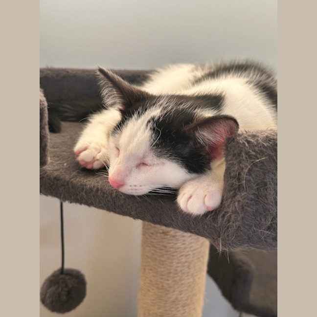 Photo of Cooper