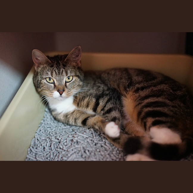 Photo of Brandy