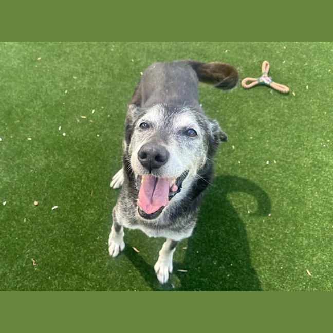 Photo of Sir Walter Imp 179