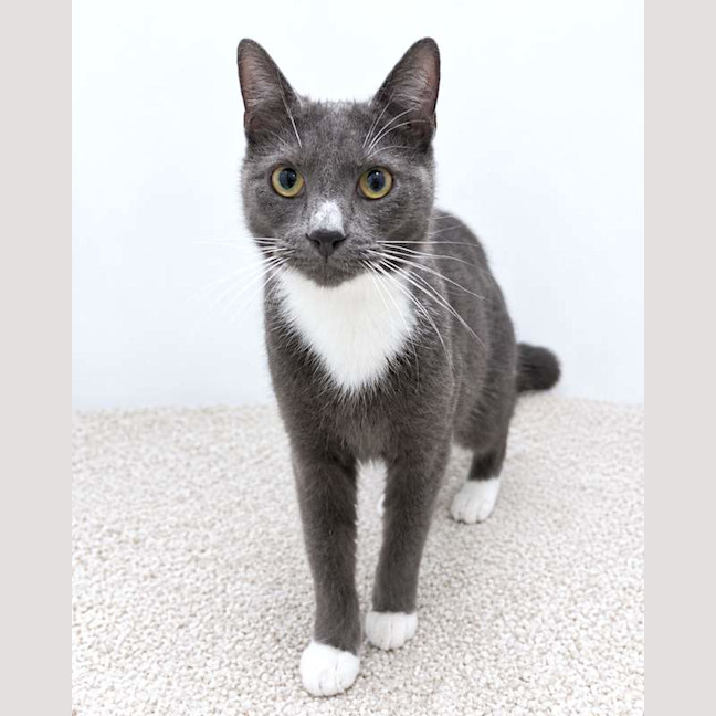 Photo of Sox
