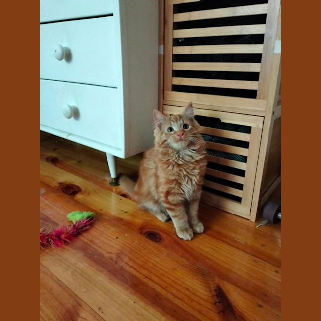 Photo of Paprika