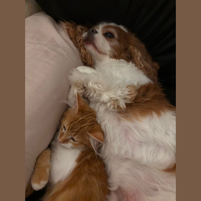 Photo of Ginger Snap