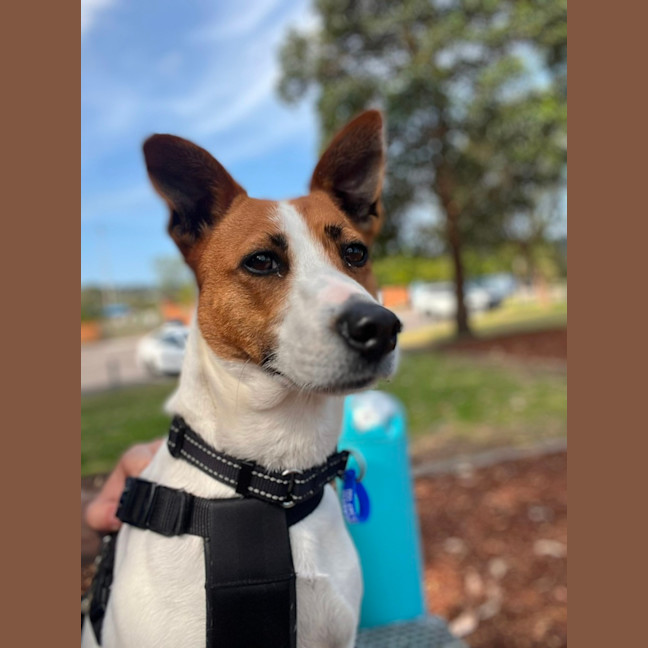 Photo of Mila   5 Year Old Jack Russell Terrier X