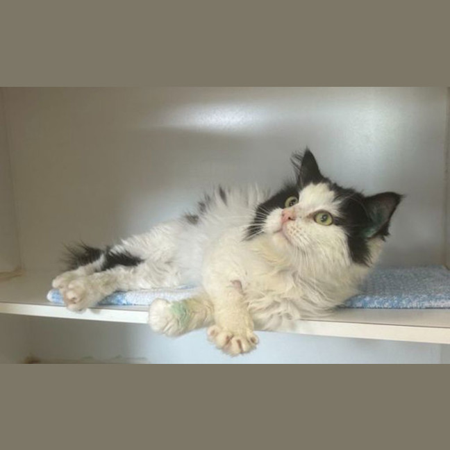 Photo of Gandalf