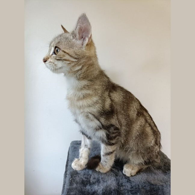Photo of Jasper