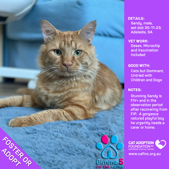 Photo of Sandy Foster Or Adopt Or Foster To Adopt No Fee!