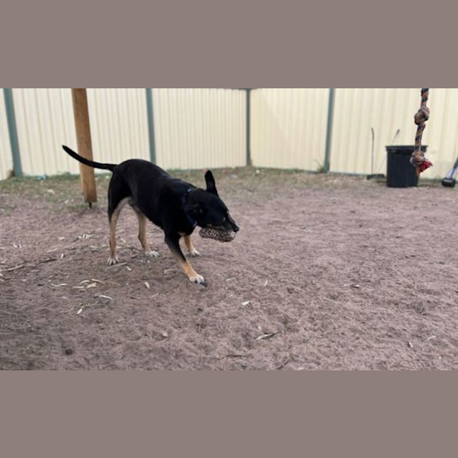 Photo of Jasper 