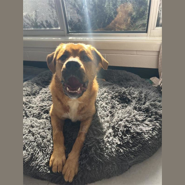 Photo of Barney