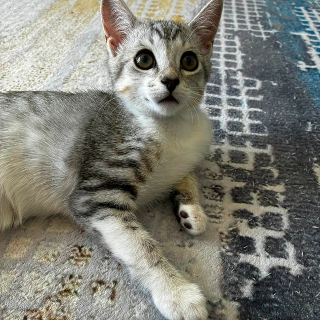 Photo of Scully