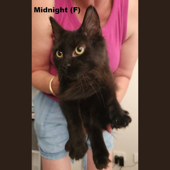 Photo of Midnight