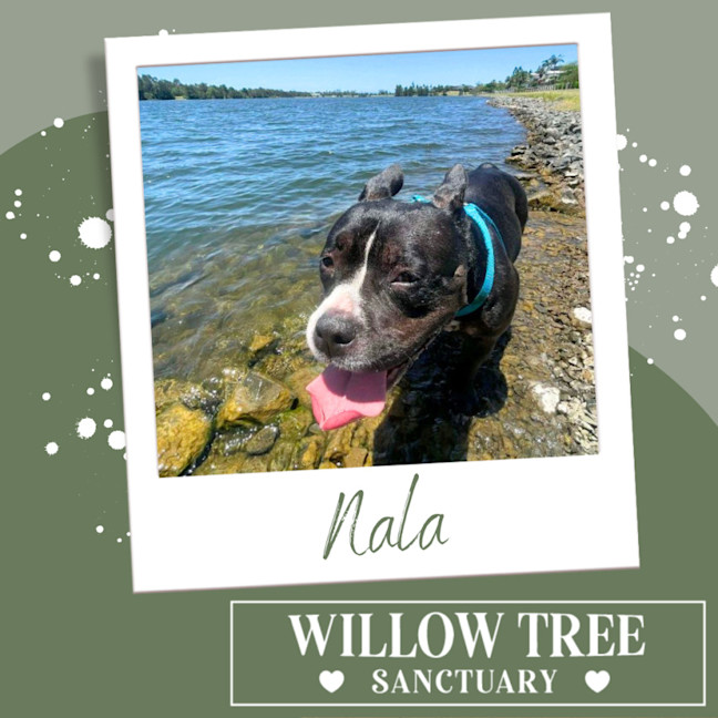 Photo of Nala