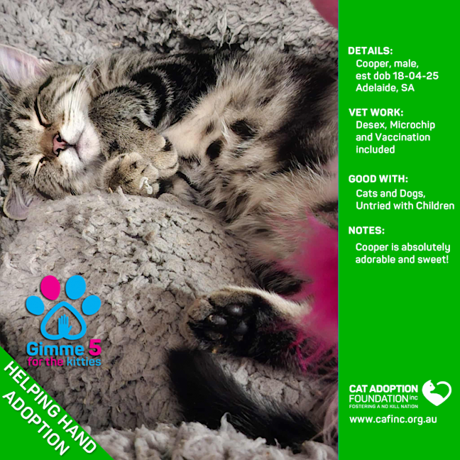 Photo of Helping Hand Adoption   Cooper!