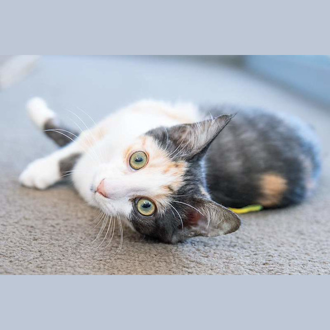Photo of Tilly