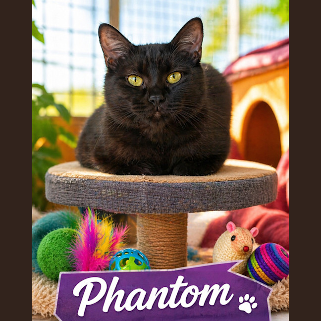Photo of Phantom