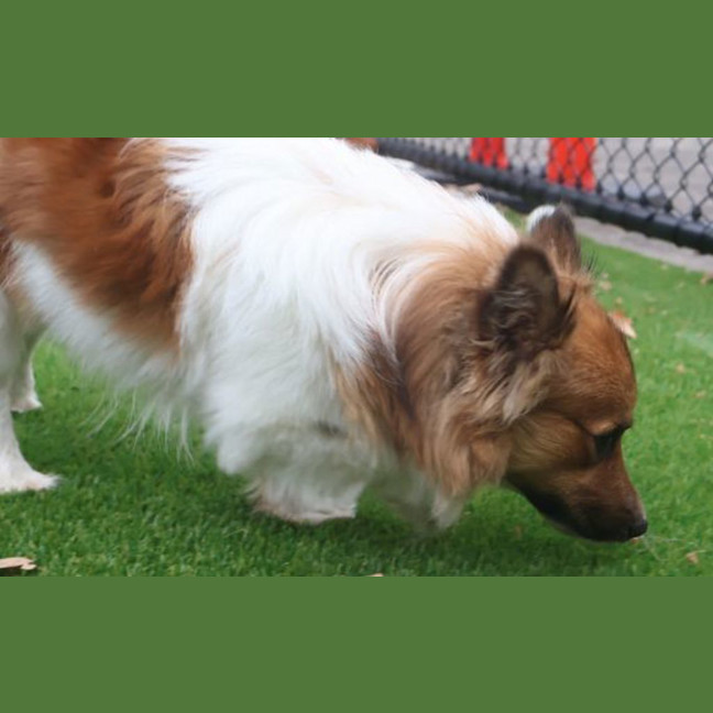 Photo of Alfie
