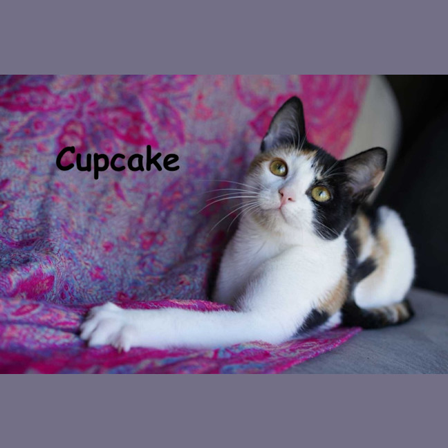 Photo of Cupcake