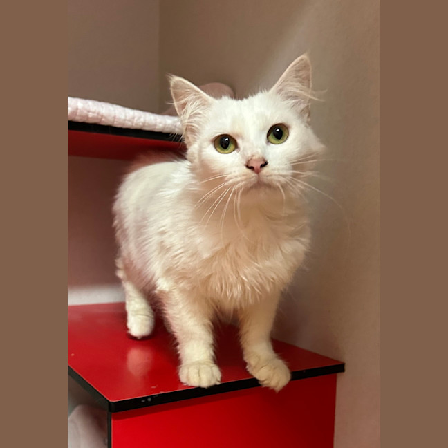 Photo of Willow