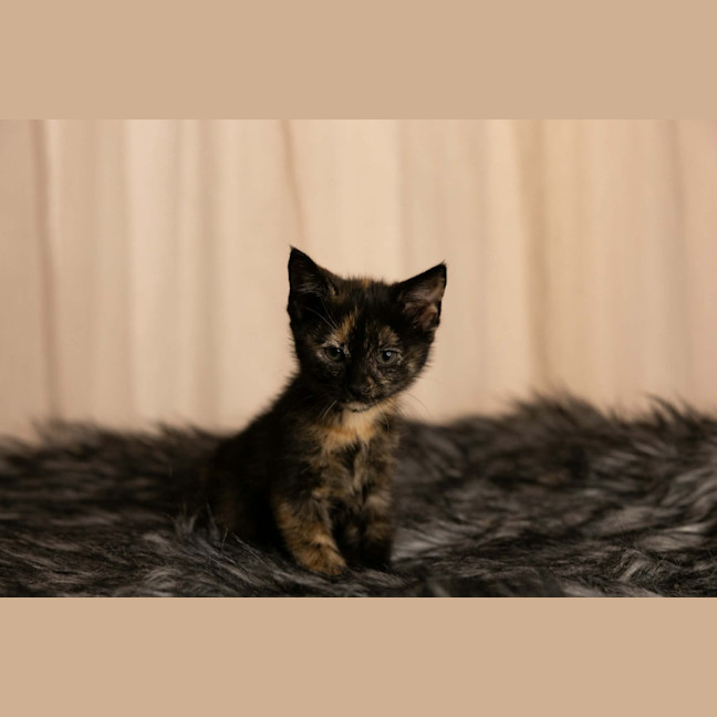 Photo of Diva