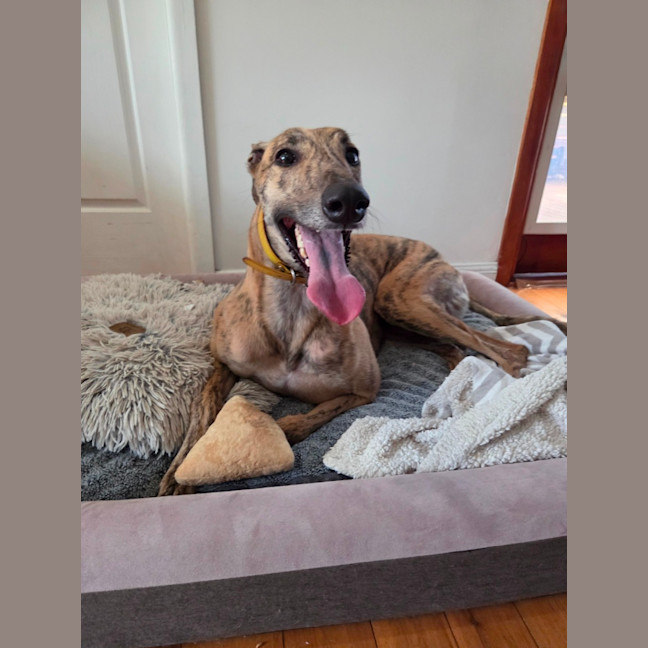 Photo of Jake, The Greyhound