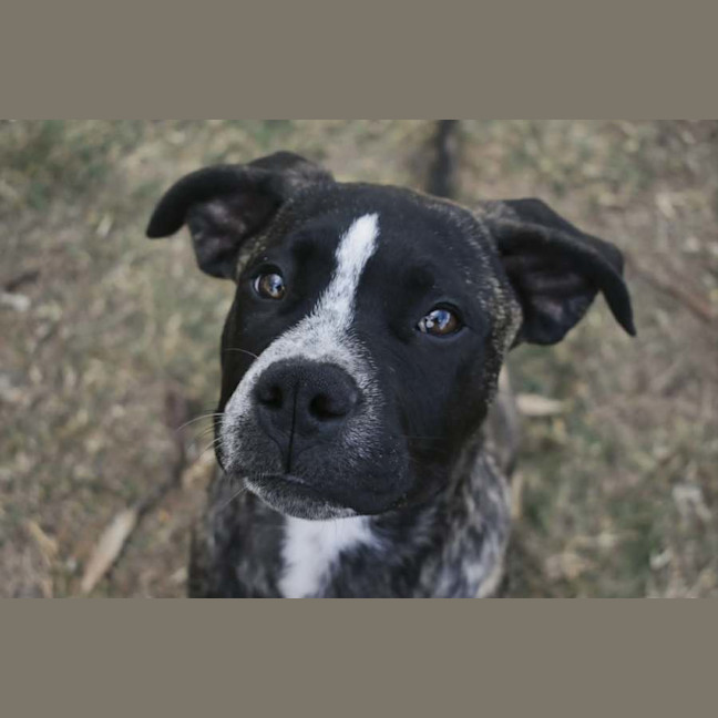 Photo of Diesel